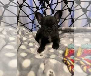 French Bulldog Puppy for sale in KENT, WA, USA