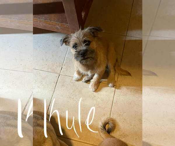 Medium Photo #2 Pug-Unknown Mix Puppy For Sale in Morganville, NJ, USA