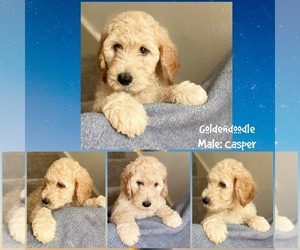 Goldendoodle-Poodle (Standard) Mix Puppy for sale in SUGAR LAND, TX, USA