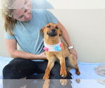 Small #1 Mutt