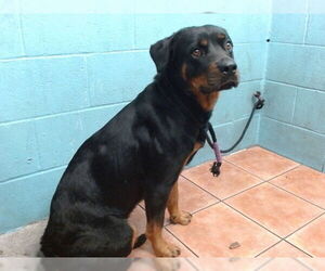 Rottweiler Dogs for adoption in Downey, CA, USA