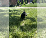 Small Photo #12 Akita Puppy For Sale in LOUISVILLE, KY, USA