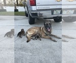 Small Photo #6 Belgian Malinois Puppy For Sale in JACKSONVILLE, FL, USA