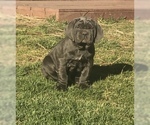 Small Photo #25 Neapolitan Mastiff Puppy For Sale in BRISTOW, VA, USA
