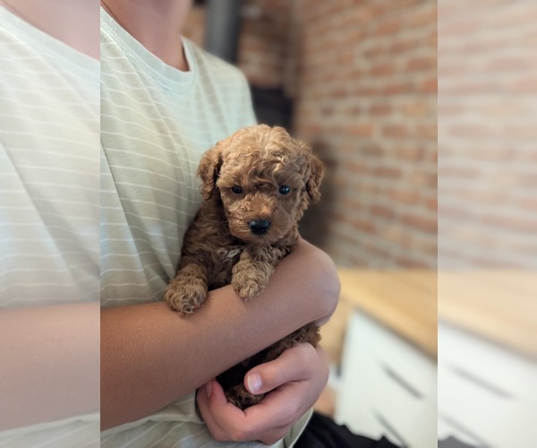 Medium Photo #3 Goldendoodle (Miniature) Puppy For Sale in DENVER, PA, USA