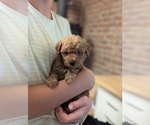 Small Photo #3 Goldendoodle (Miniature) Puppy For Sale in DENVER, PA, USA