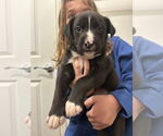 Small #5 Borador