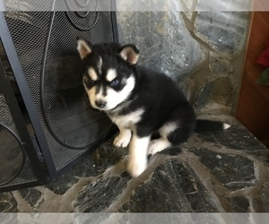 Siberian Husky Puppy for sale in MURPHY, NC, USA