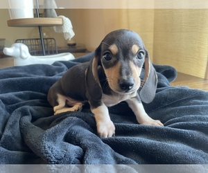 Dachshund Puppy for sale in AUGUSTA, GA, USA