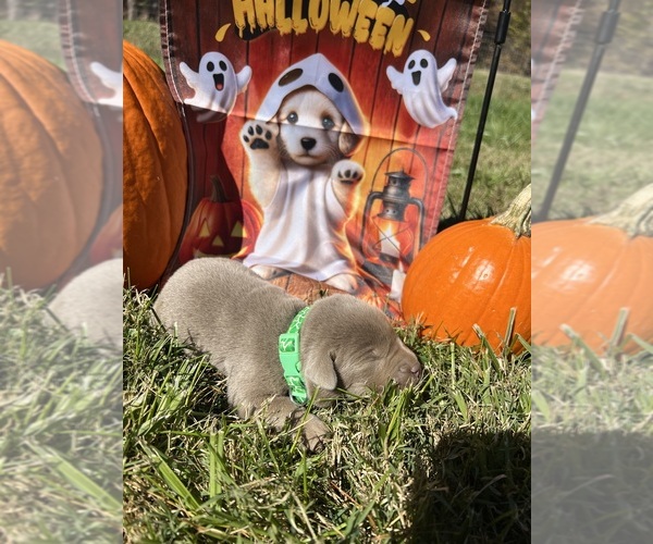 Medium Photo #4 Labrador Retriever Puppy For Sale in NEOLA, WV, USA