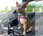 Small #18 American Pit Bull Terrier Mix
