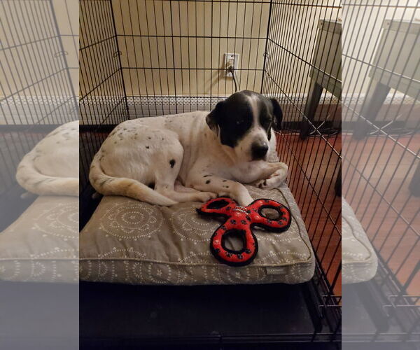 Medium Photo #2 Great Pyrenees-Unknown Mix Puppy For Sale in Woodbury, NY, USA