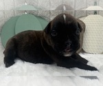 Image preview for Ad Listing. Nickname: AKC Parker