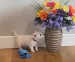 Small Photo #9 West Highland White Terrier Puppy For Sale in IDABEL, OK, USA