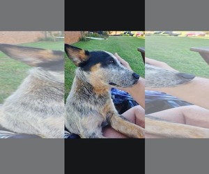 Zeeke - Male Mutt Dog for Adoption - Photo #3