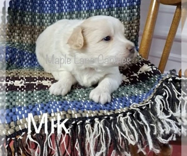 Medium Photo #2 Pookimo Puppy For Sale in CLARE, MI, USA