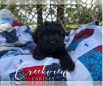 Puppy 2 Schnoodle (Miniature)
