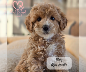 Poodle (Miniature) Puppy for Sale in ELMHURST, Illinois USA