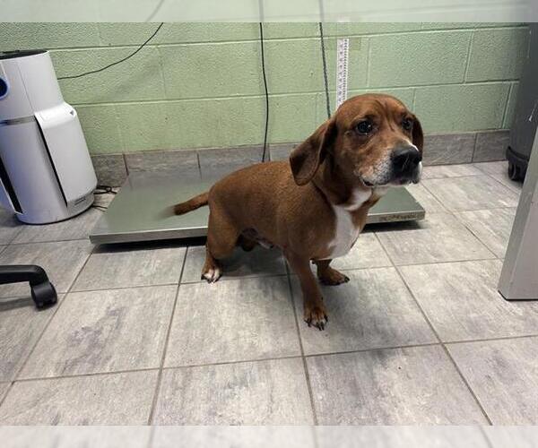 Medium Photo #1 Basset Hound-Unknown Mix Puppy For Sale in Grand Prairie, TX, USA