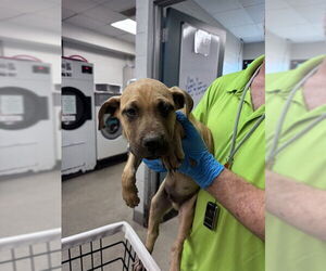 Labrador Retriever-Unknown Mix Dogs for adoption in Oklahoma City, OK, USA