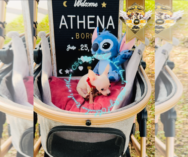 Medium Photo #18 Chihuahua Puppy For Sale in ATHENS, GA, USA