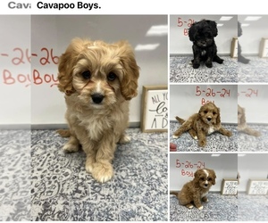 Cavapoo Puppy for Sale in CARMEL, Indiana USA