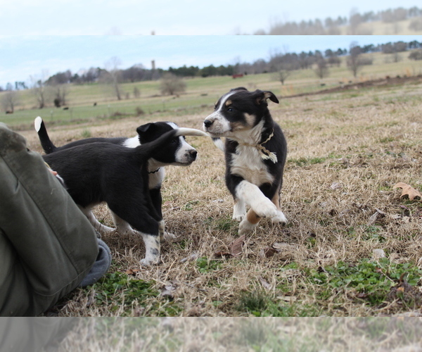 Medium Photo #1 Border Collie Puppy For Sale in BROWNSVILLE, TN, USA
