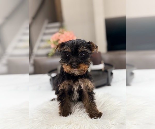 Medium Photo #4 Yorkshire Terrier Puppy For Sale in ADDISON, IL, USA