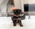Small #3 Yorkshire Terrier