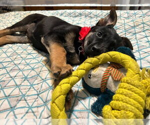 German Shepherd Dog Dogs for adoption in Modesto, CA, USA