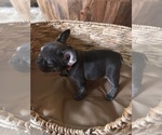 Small Photo #23 French Bulldog Puppy For Sale in BONNEAU, SC, USA