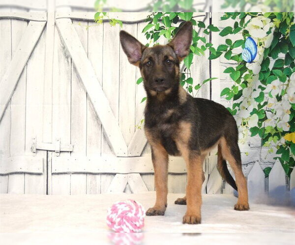 Medium Photo #1 Mutt Puppy For Sale in Oroville, CA, USA