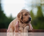 Small #2 Goldendoodle (Miniature)