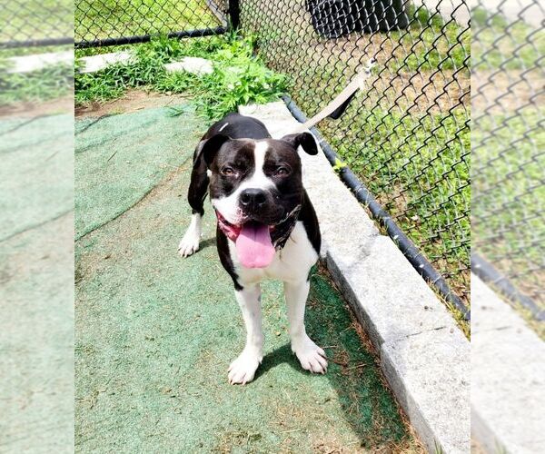 Medium Photo #1 American Pit Bull Terrier-Unknown Mix Puppy For Sale in Perth Amboy, NJ, USA