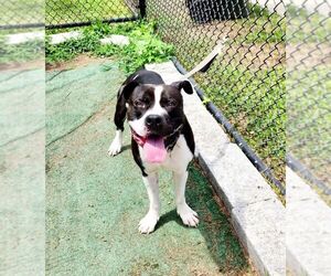American Pit Bull Terrier-Unknown Mix Dogs for adoption in Perth Amboy, NJ, USA