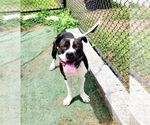 Small American Pit Bull Terrier Mix