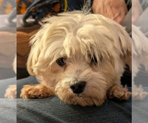 Lulu - Female Maltese Dog for Adoption - Photo #2