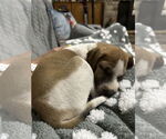 Small #1 Mutt