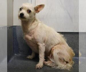 Mutt Dogs for adoption in San Antonio, TX, USA