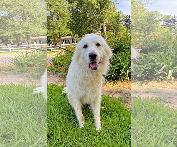 Medium Photo #7 Great Pyrenees Puppy For Sale in Spring, TX, USA