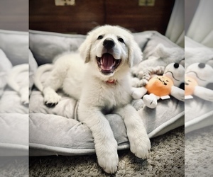 Anatolian Shepherd-Great Pyrenees Mix Puppy for sale in SPRINGDALE, AR, USA