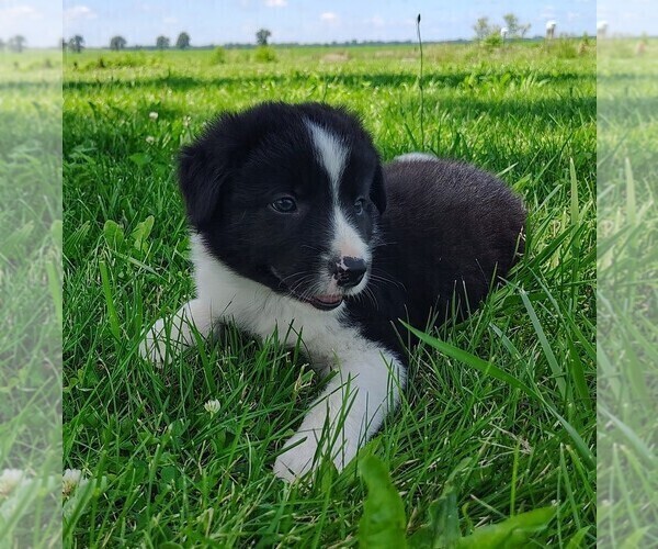 Medium Photo #44 Border Collie Puppy For Sale in NORBORNE, MO, USA