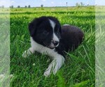 Small Photo #44 Border Collie Puppy For Sale in NORBORNE, MO, USA
