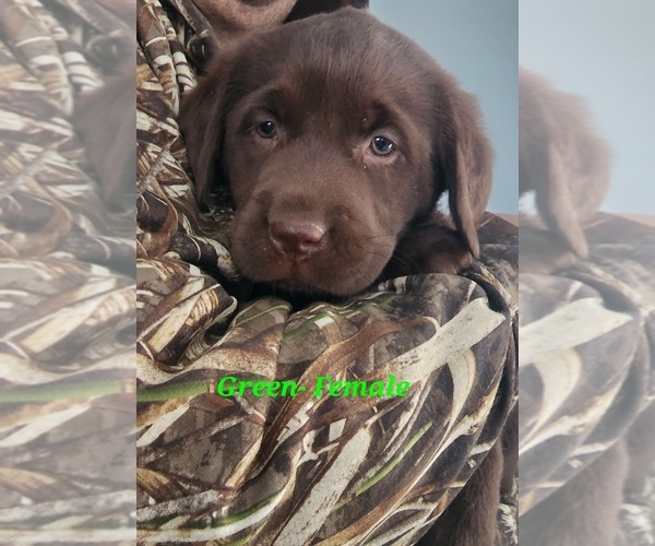 Medium Photo #1 Labrador Retriever Puppy For Sale in CASHTON, WI, USA