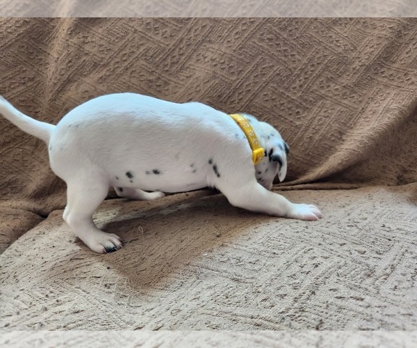 Medium Photo #1 Dalmatian Puppy For Sale in PALMER, MA, USA