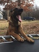 Small Photo #2 Belgian Malinois Puppy For Sale in BLACK ROCK, AR, USA