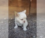 Small #16 French Bulldog