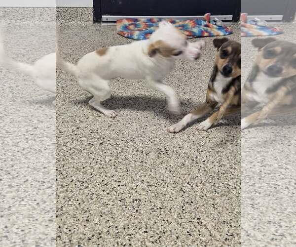 Medium Photo #5 Chihuahua-Unknown Mix Puppy For Sale in Castle Rock, CO, USA