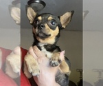 Small #5 Chihuahua