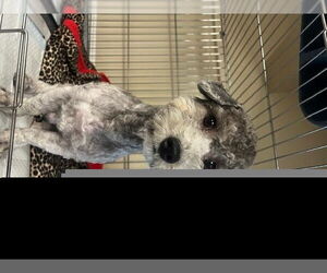Poodle (Miniature) Dogs for adoption in HESPERIA, CA, USA